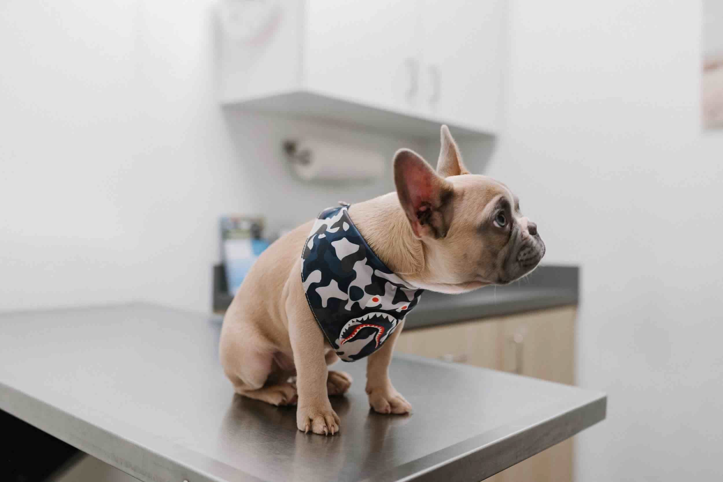 lavage sol cabinet veterinaire